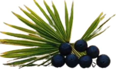 Dark berries of saw palmetto