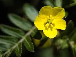 Tribulus terrestris yellow flower
